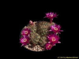 Sulcorebutia canigueralii 2142